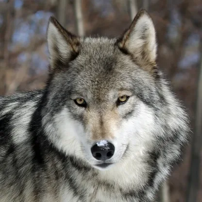Khaleesi : Lakota Wolf Preserve